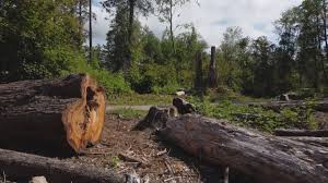 Best Commercial Tree Services  in Vienna, VA