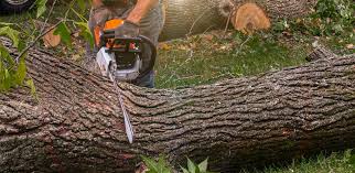 Best Tree Cabling and Bracing  in Vienna, VA