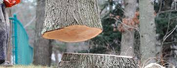 Best Tree Trimming and Pruning  in Vienna, VA
