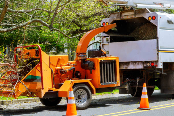 Best Tree Disease Treatment  in Vienna, VA