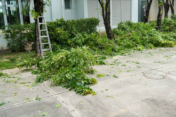 Best Lawn Drainage Solutions  in Vienna, VA