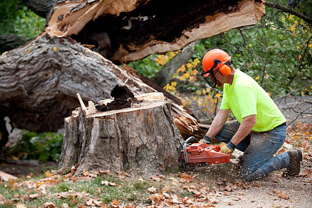 Vienna, VA Tree Removal Company