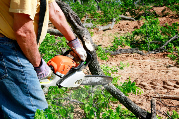 Best Fruit Tree Pruning  in Vienna, VA